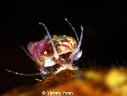 little gastropods by Yiyong Yoon 